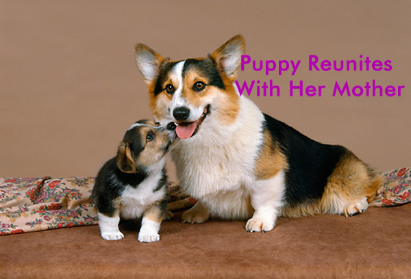 Puppy Reunites With Her Mother