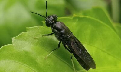 black soldier fly