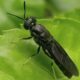 black soldier fly