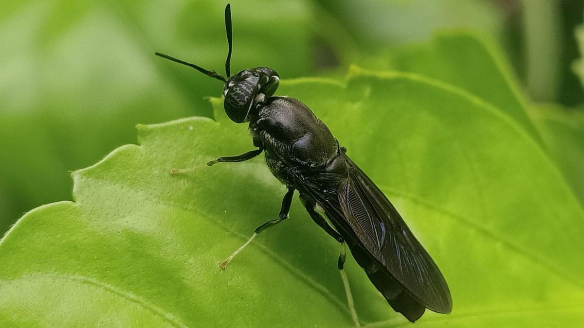 black soldier fly